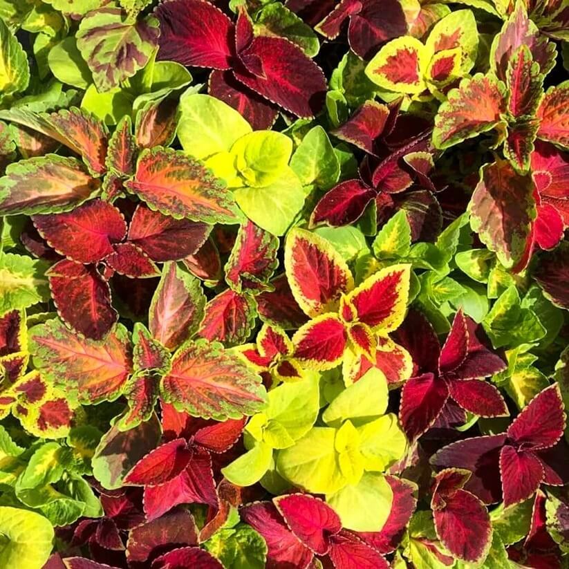 Dragon Coleus seeds