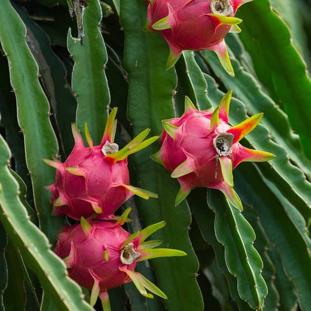 Dragon Seeds - Fruit Plant for Home Gardens