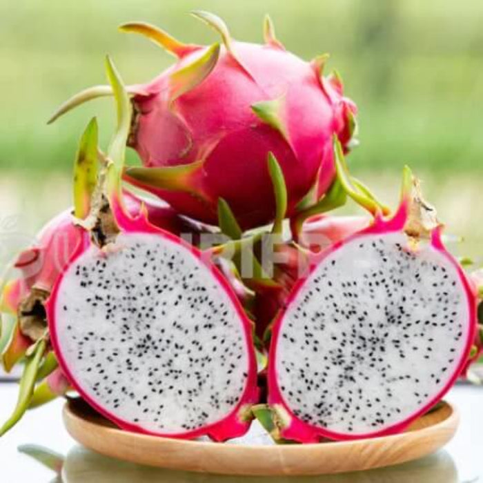 Dragon fruit seeds - Fruit Plant