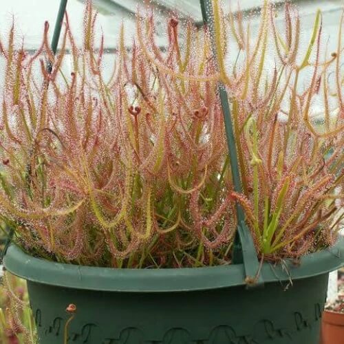 Drosera Binata Antler Leaf Sundew Seeds