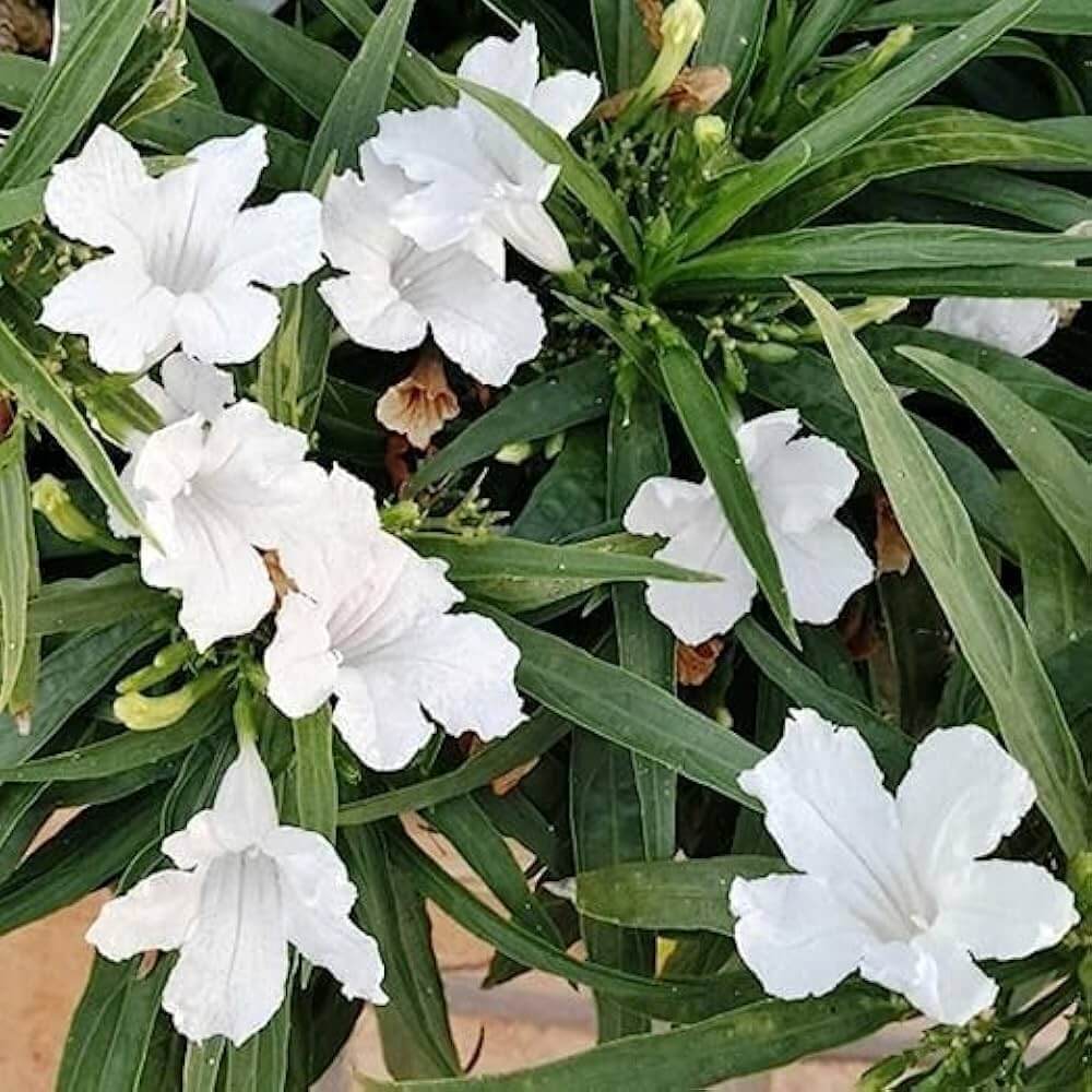 Drought Tolerant White Mexican Petunia Seeds
