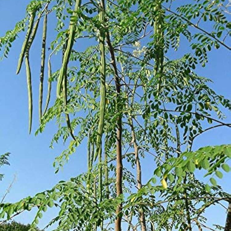 Drumstick Moringa Oleifera Seeds