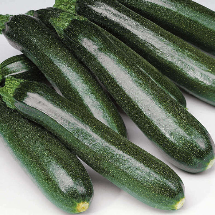 Dunja zucchini seeds - Vegetable Plant