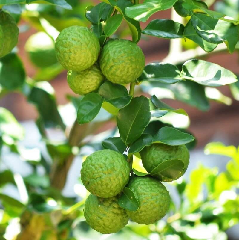 Dwarf Bergamot Seeds - Fruit Plant Seeds for Home Gardens