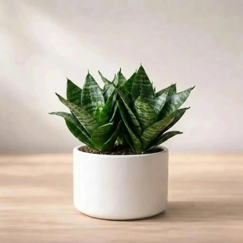 Dwarf Bird’s Nest Snake Plant seeds