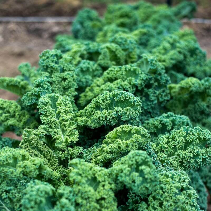 Dwarf Blue Curled Kale Seeds - Heirloom Vegetable Plant for Home Gardens