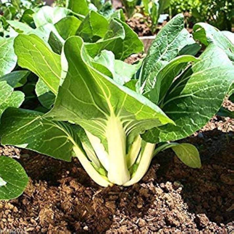 Dwarf Bok Choy Seeds - Vegetable Plant