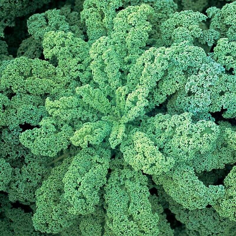 Dwarf Green Curled Kale Seeds - Heirloom Vegetable Plant for Home Gardens