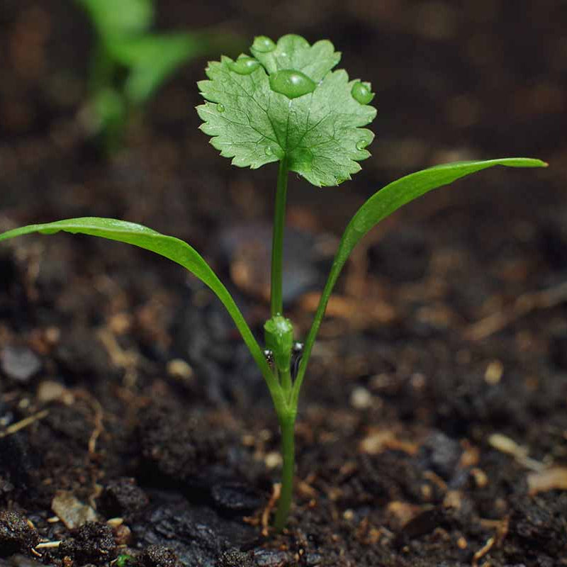 Dwarf Lemon Cilantro Seeds - Herbal Plant