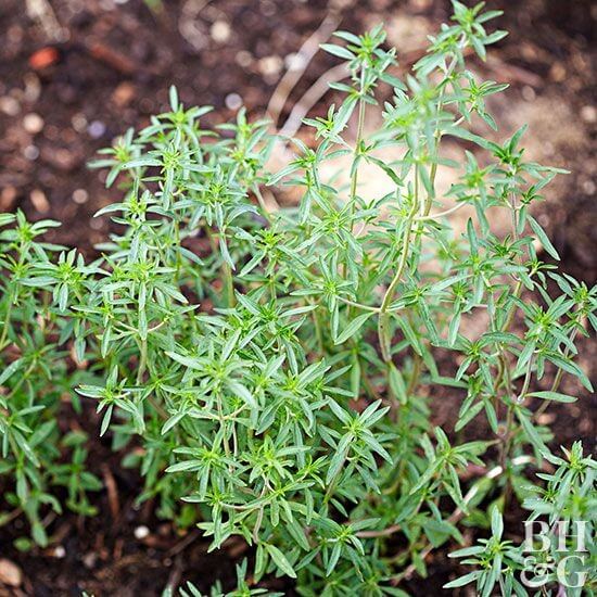 Dwarf Savory Seeds