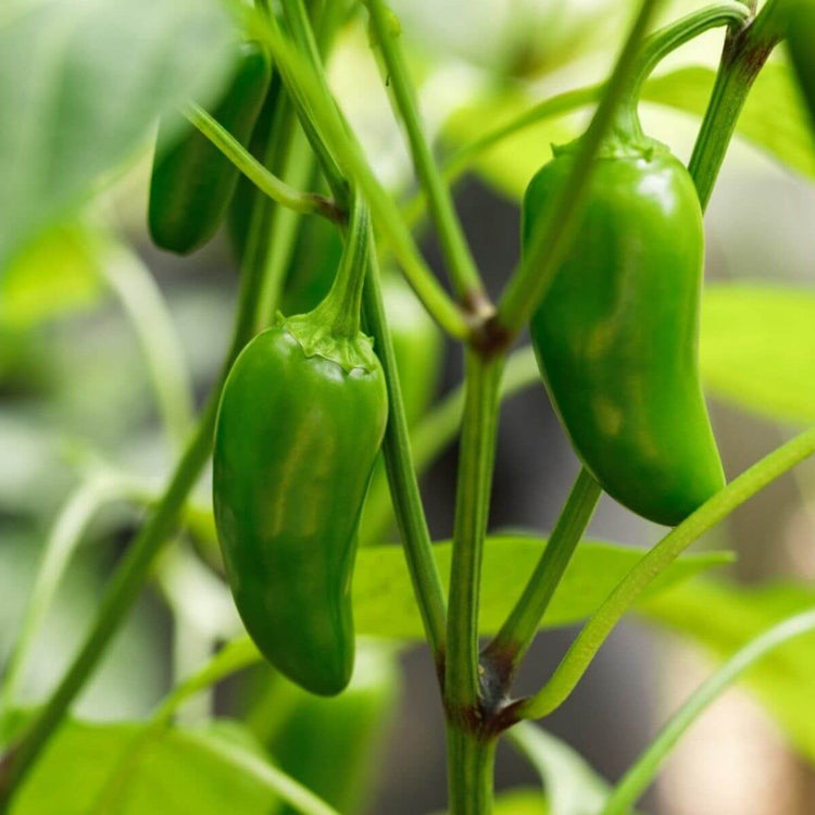 Early Jalapeño Pepper Seeds - Vegetable Plant