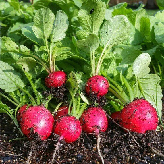 Early Scarlet Globe Radish Seeds