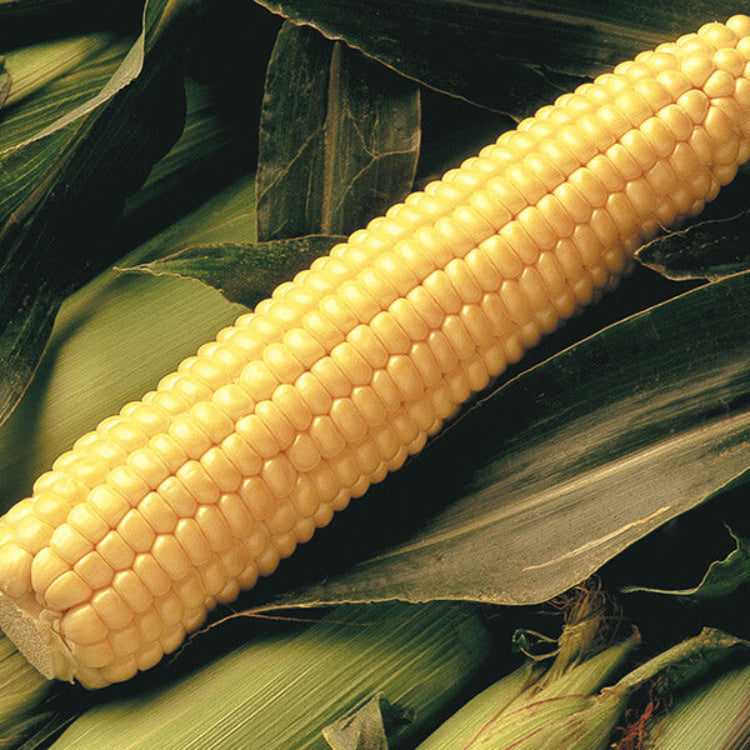 Early Sunglow Sweet Corn Seeds - Vegetable Plant