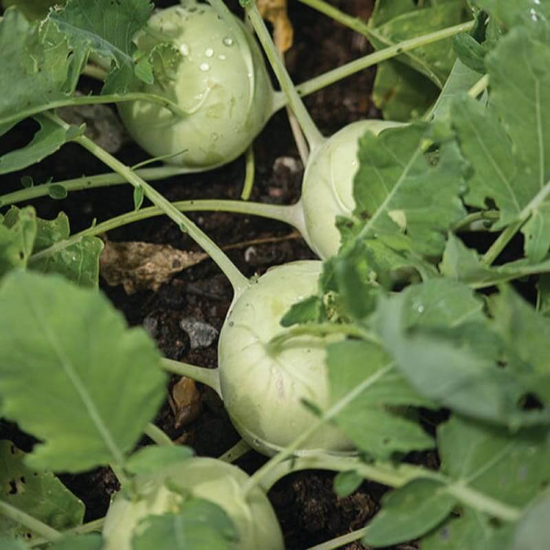 Early white vienna kohlrabi seeds - Vegetable Plant