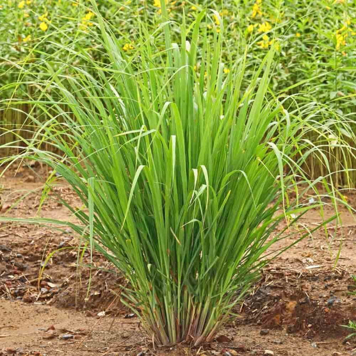 East Indian Lemongrass Seeds - Herbal Plant