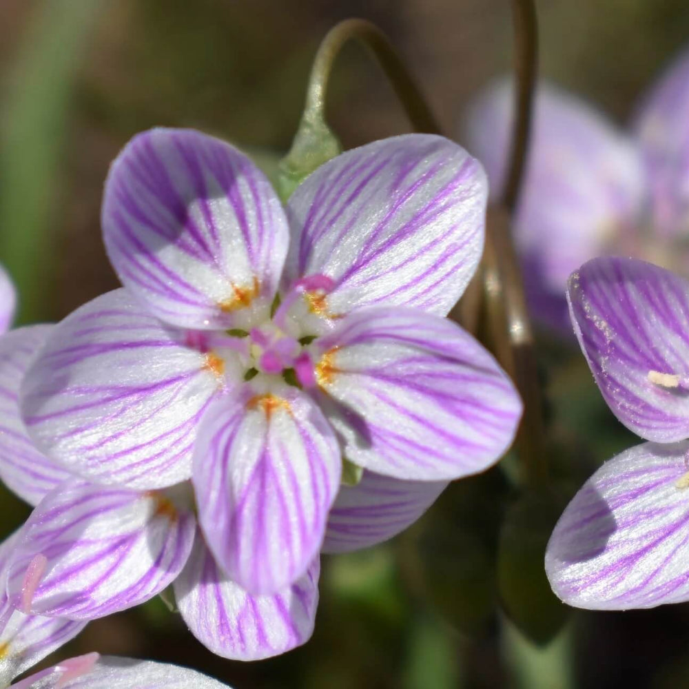 Eastern Fairy Virginia Spring Beauty Seeds