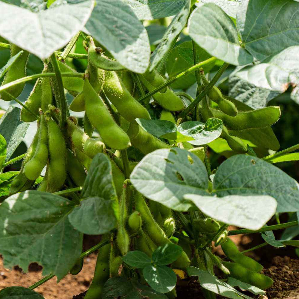 Edamame Seeds - Vegetable Plant for Home Gardens