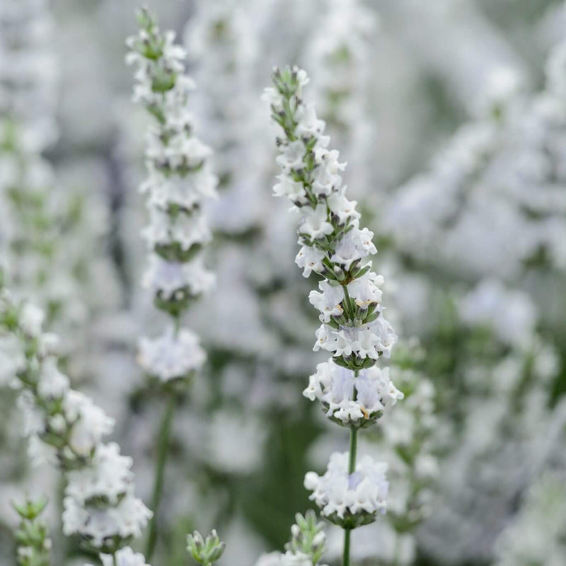 Edelweiss Lavender Seeds - Heirloom Flower Plant for Home Gardens