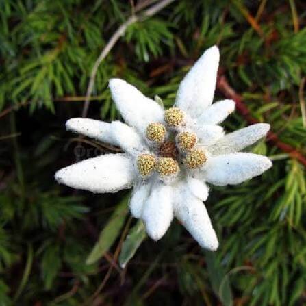 Edelweiss Seeds For Sale
