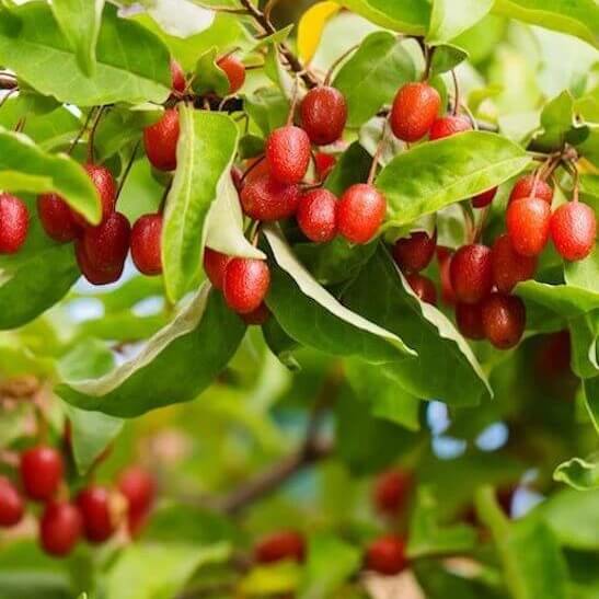Edible Berry Shrub seeds