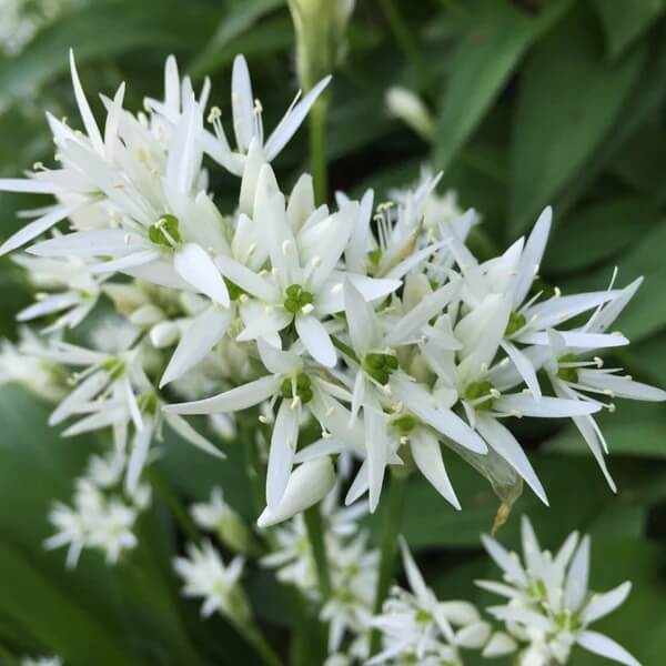 Edible Flower Garlic Seeds