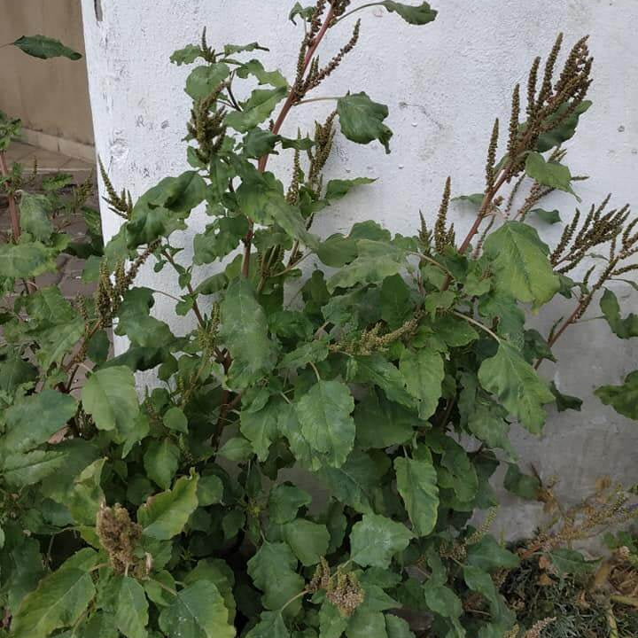 Edible Green Amaranth Seeds