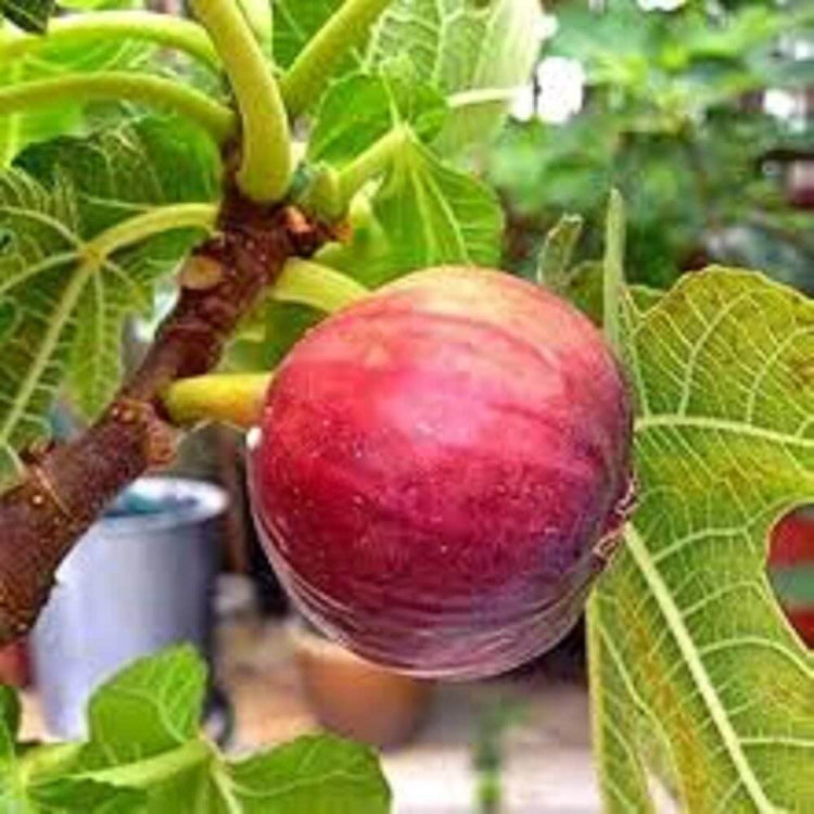Egyptian Fig Seeds - Heirloom Fruit Plant for Home Gardens