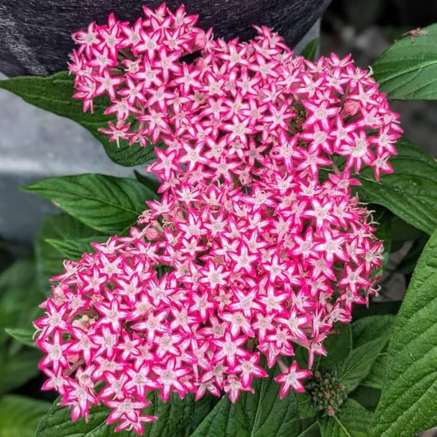Egyptian Star Clusters Seeds - Heirloom Flower Plant for Home Gardens
