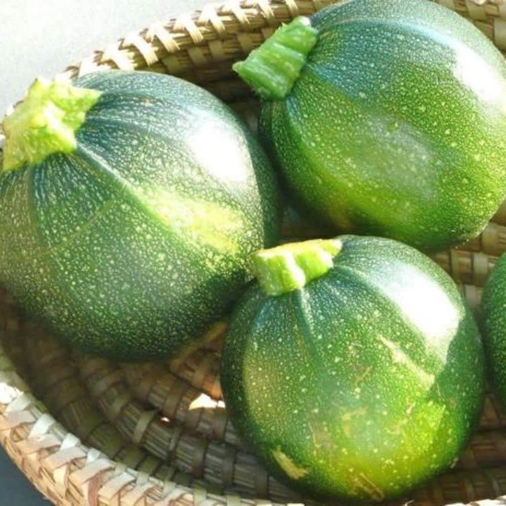 Eight ball squash seeds - Vegetable Plant