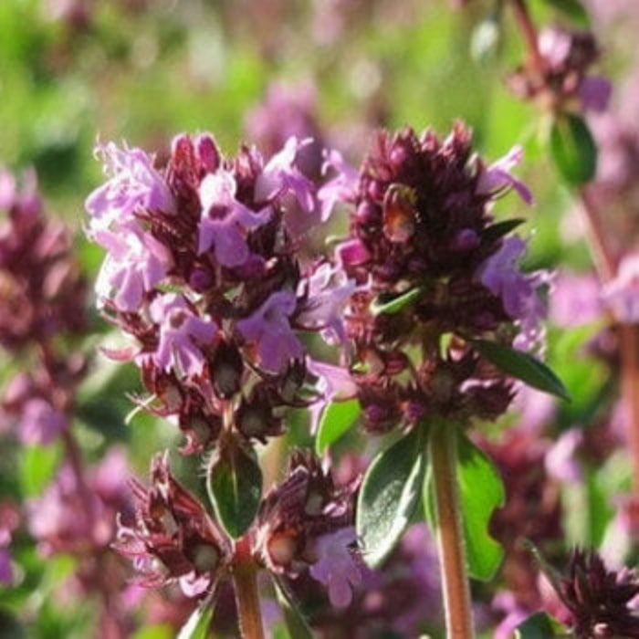 Elfin Thyme Seeds - Herbal Plant