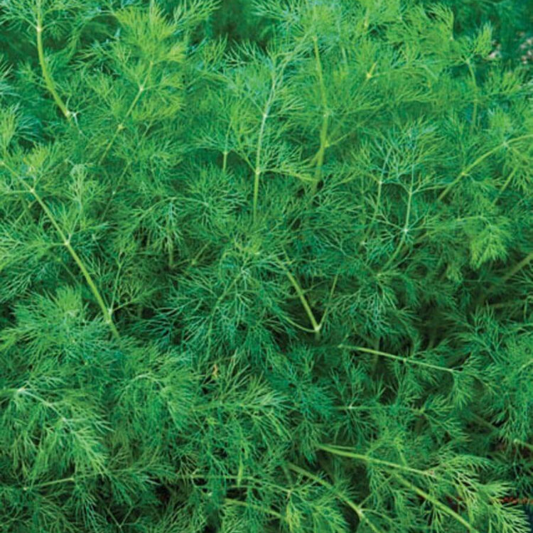 Ella Dill Seeds - Heirloom Herbal Plant for Home Gardens