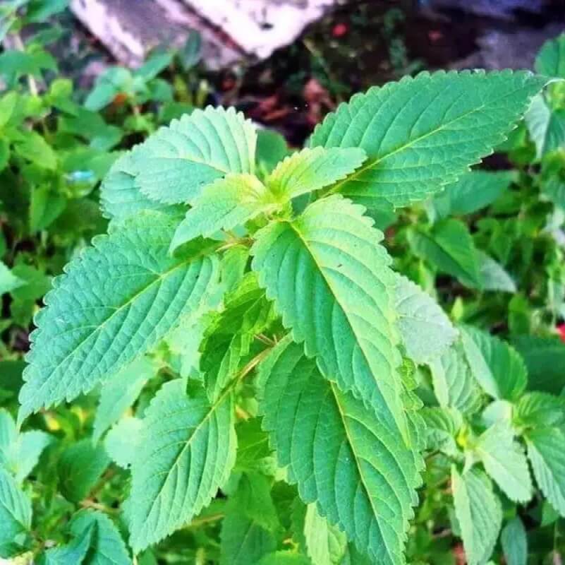 Elsholtzia Ciliata Seeds - Herbal Plant