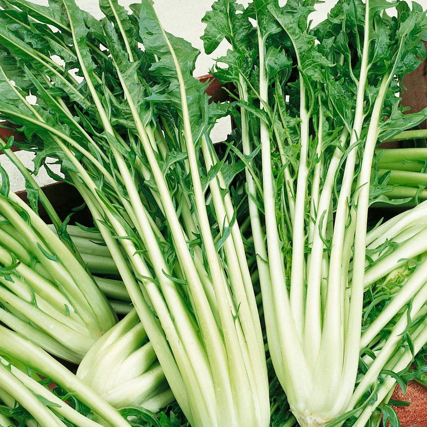 Endive Seeds - Vegetable Plant