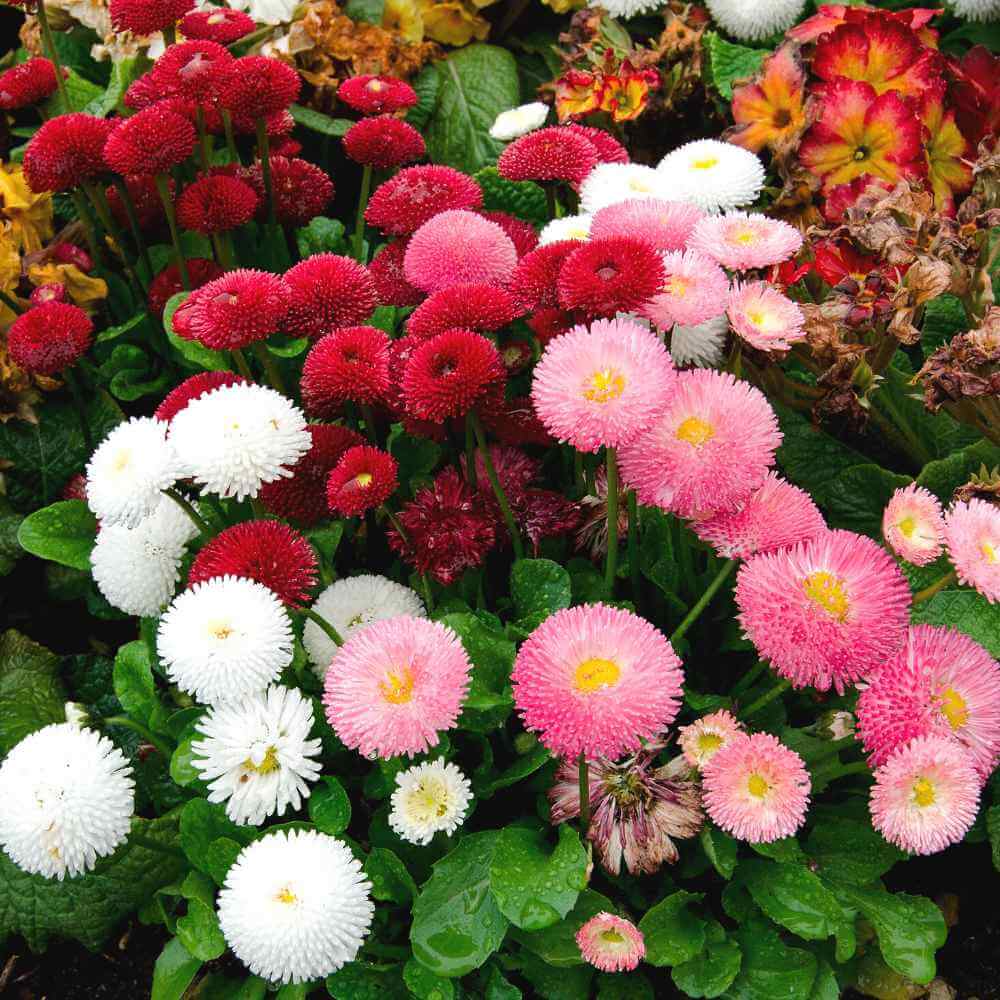 English Daisy Seeds - Flower Plant