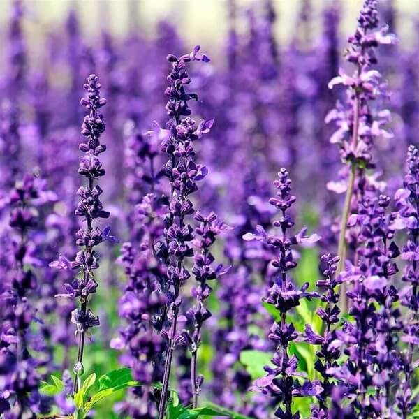 English Lavender Seeds