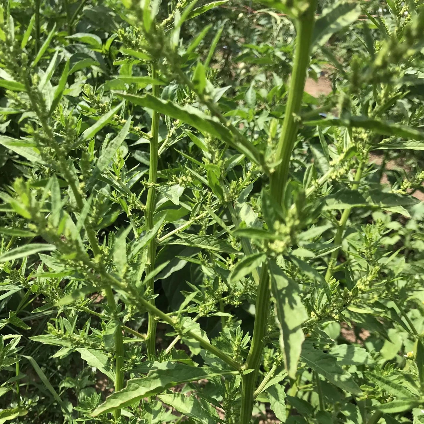 Epazote Seeds