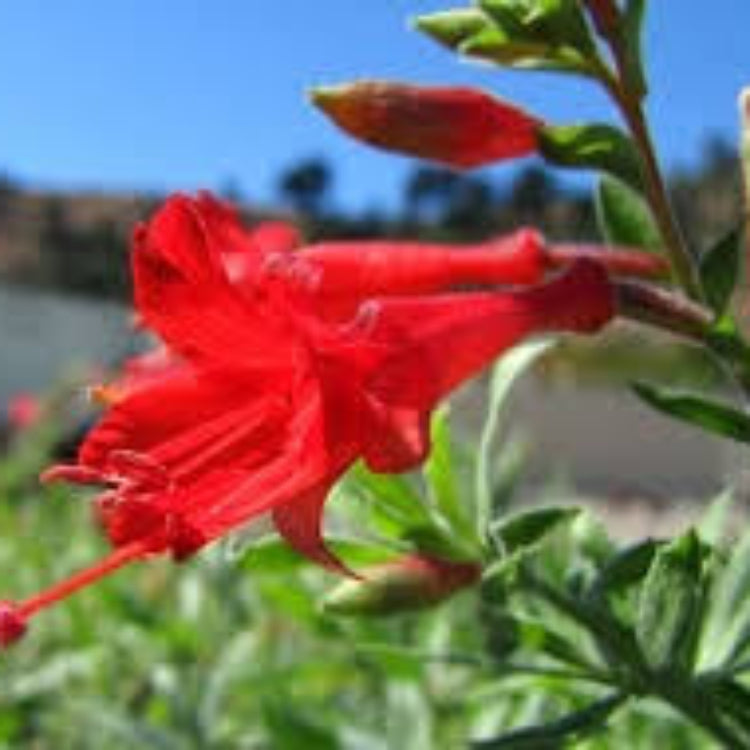 Epilobium Canum Seeds - Heirloom Flower Plant for Home Gardens