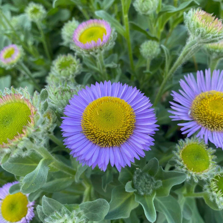 Erigeron Glaucus Seeds - Native Plant Seeds for Home Gardens