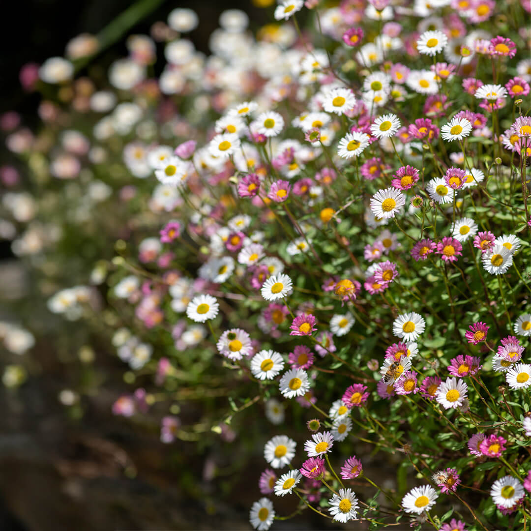 Erigeron Karvinskianus Seeds