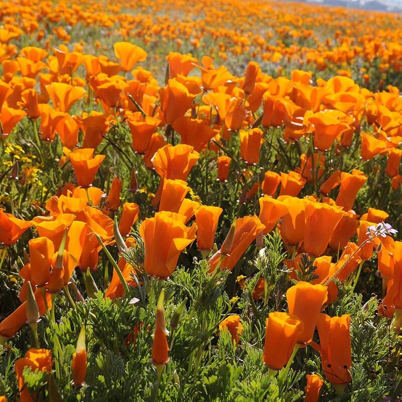 Eschscholzia Californica Seeds - Flower Plant