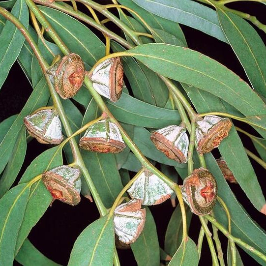 Eucalyptus Globulus Seeds - Herbal Plant