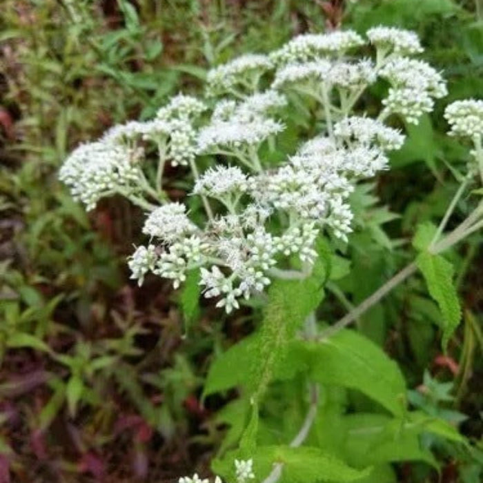 Eupatorium Perfoliatum Seeds - Herbal Plant