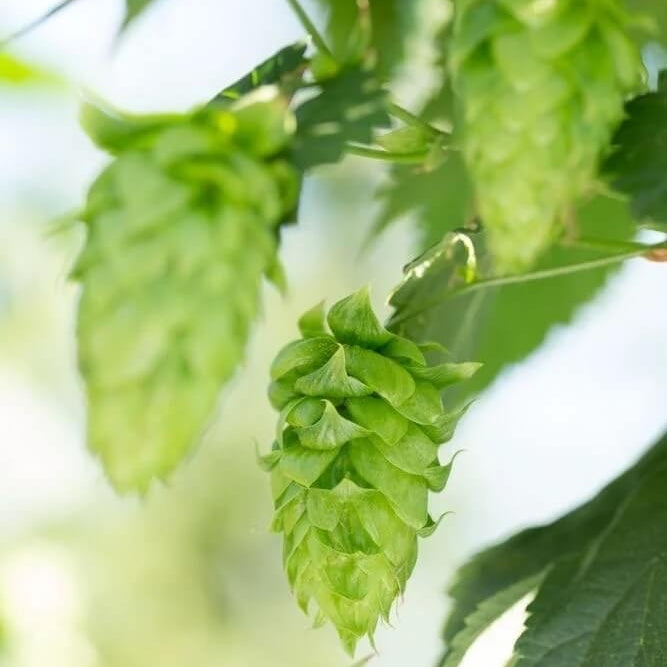 European Beer Hops Seeds