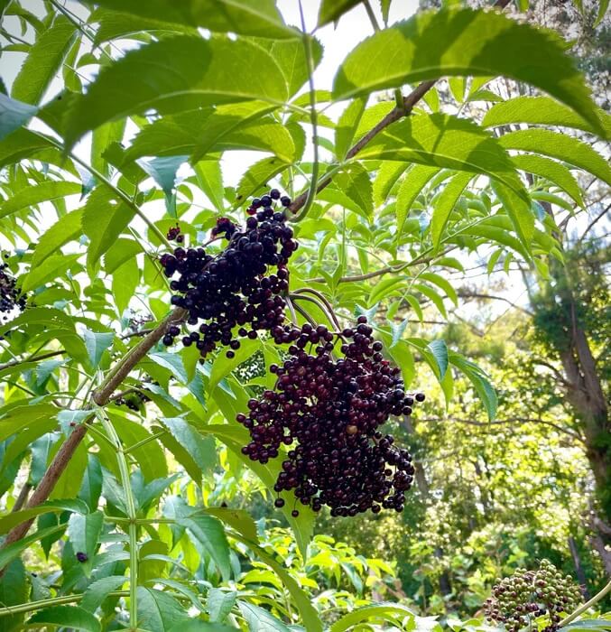 European Elderberry seeds