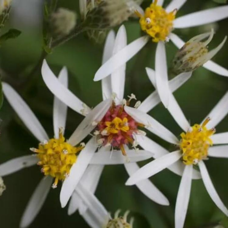 Eurybia Divaricata Seeds - Heirloom Flower Plant for Home Gardens