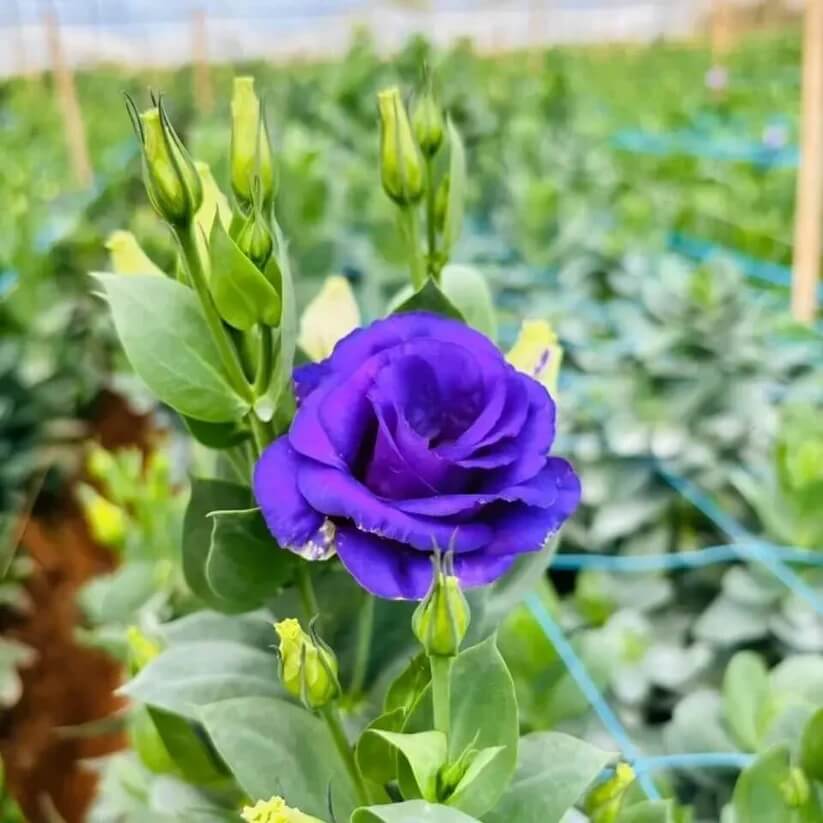 Eustoma Seeds