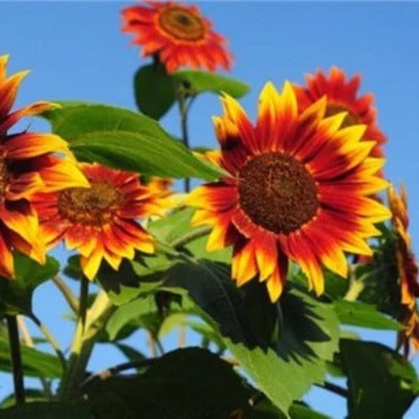 Evening Sun Sunflower Seeds - Flower Plant