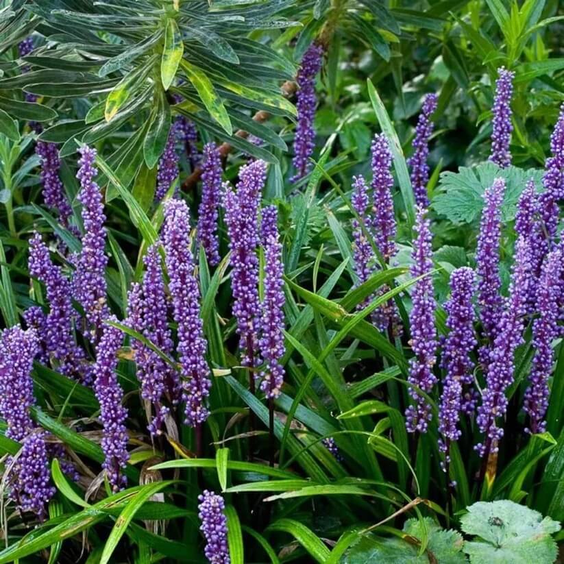 Evergreen Border Grass Seeds