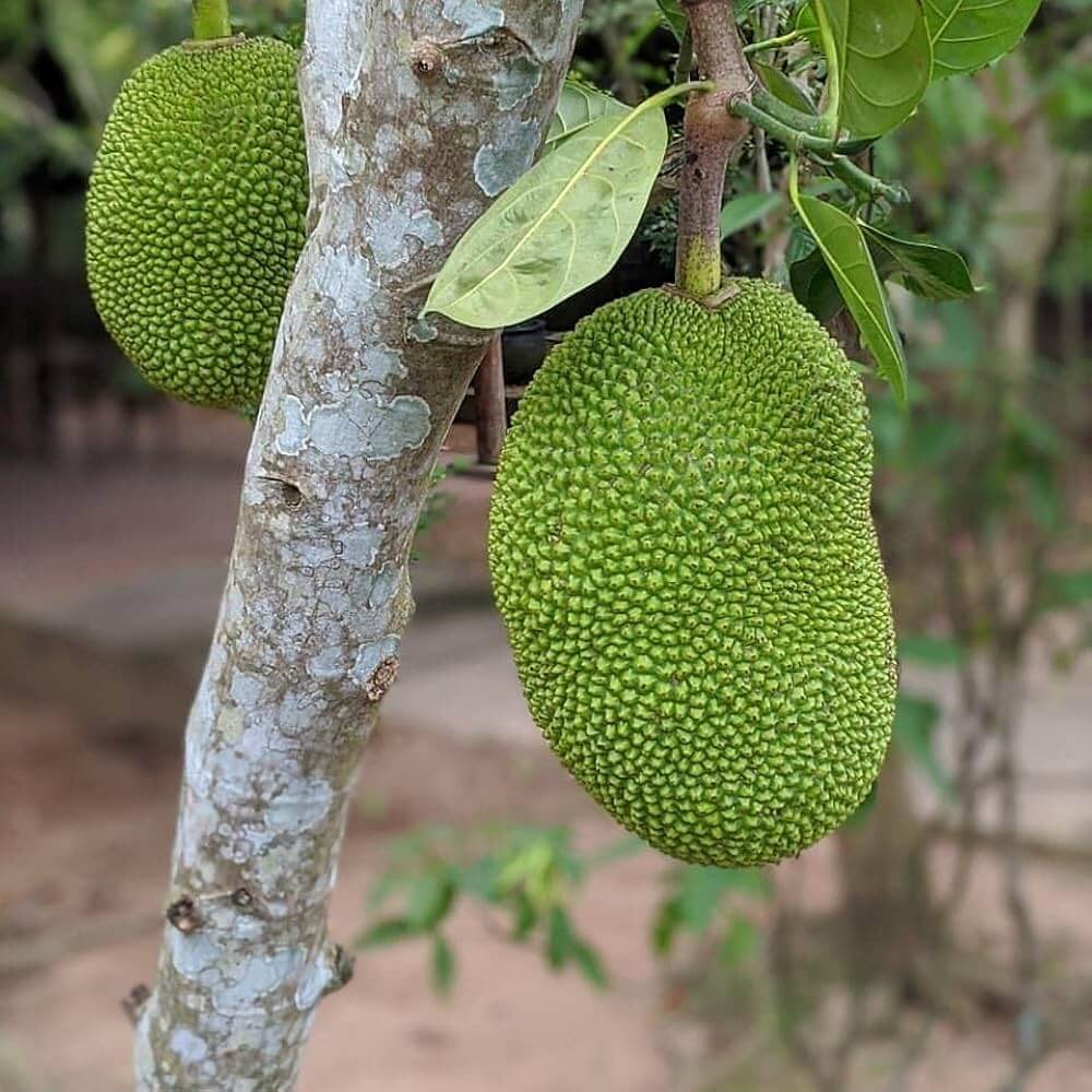 Eviarc Jackfruit Seeds