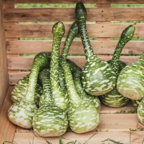 Extra Long Handle Dipper Gourd Seeds